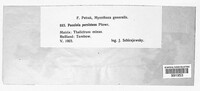 Puccinia recondita image